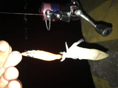 夏 ヒイカ調査(^.^)