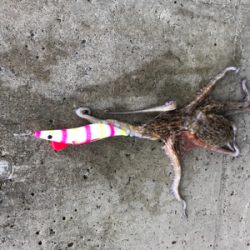 魚が釣れないので、初のタコしてきました。