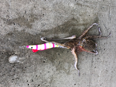 魚が釣れないので、初のタコしてきました。