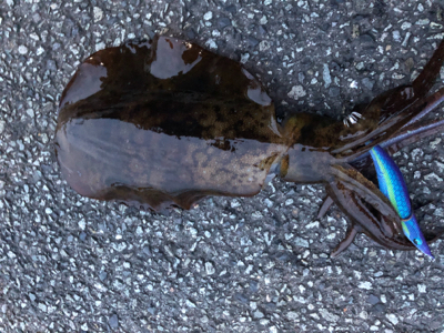 久々エギング！