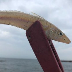 須磨でキス釣り