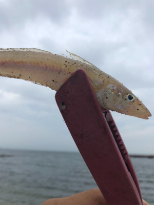 須磨でキス釣り