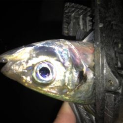 2020ライトゲーム第22戦