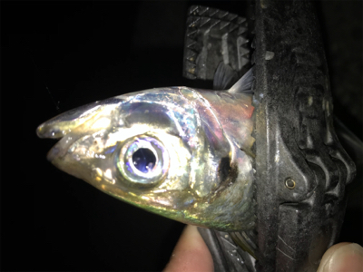 2020ライトゲーム第22戦