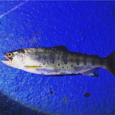 ウナギ釣りのはず