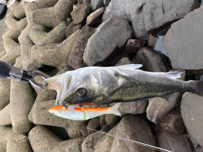 まさかのビックベイト