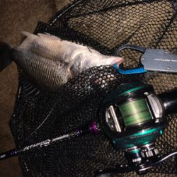 雨後爆!チヌ9枚、シーバス1匹!