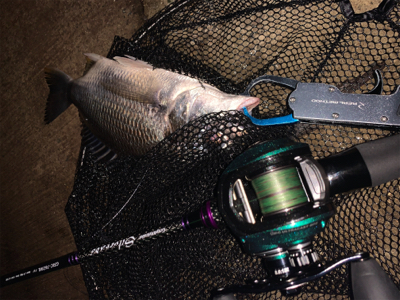 雨後爆!チヌ9枚、シーバス1匹!