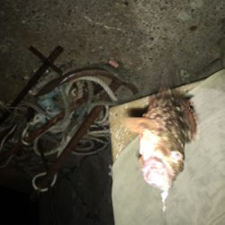 雨が降るまでの短時間釣行