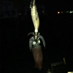 ヒイカ調査 2 (^^)