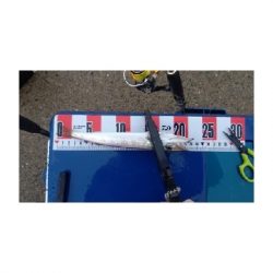 雨の中のカマシング