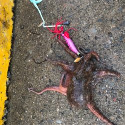 今朝もタコ釣り