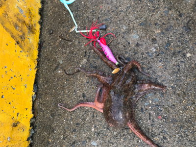 今朝もタコ釣り