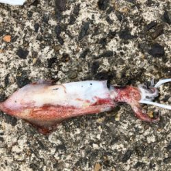 親父たちの釣行‼️舞鶴ランガン編‼️