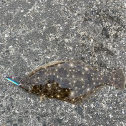初のショアジギングでヒラメ