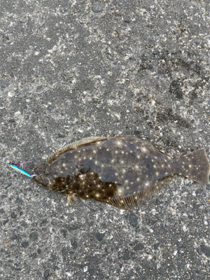 初のショアジギングでヒラメ