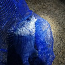 チヌ　キビレ祭り