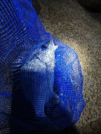 チヌ　キビレ祭り