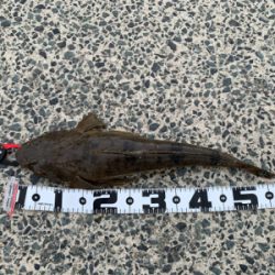 フラットフィッシュ狙い