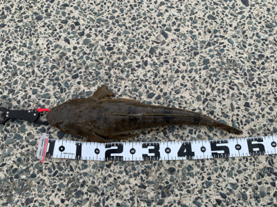 フラットフィッシュ狙い