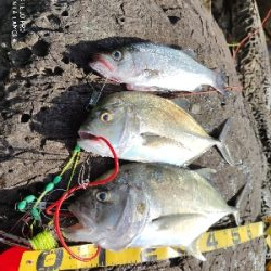 エバことメッキ釣り