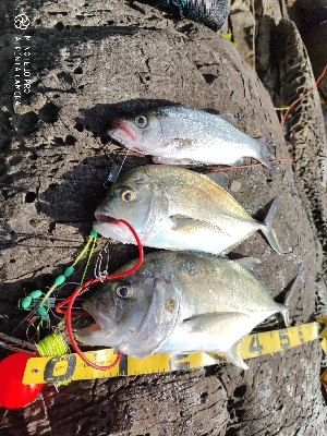 エバことメッキ釣り