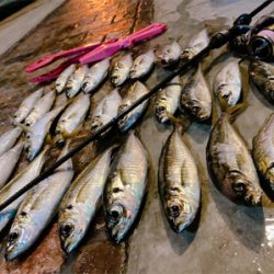 癒されアジング♪♪