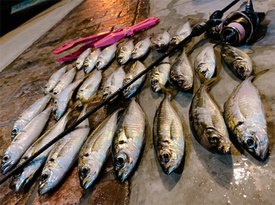 癒されアジング♪♪