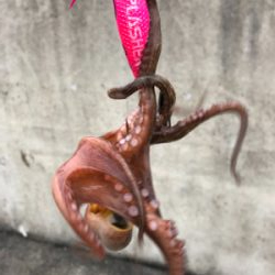 オクトパスフィッシュ！3