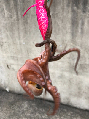 オクトパスフィッシュ！3