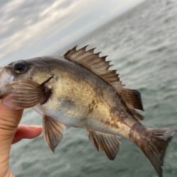 青物以外はよく釣れる^ ^汗