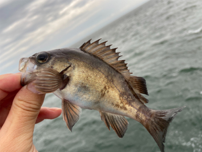 青物以外はよく釣れる^ ^汗