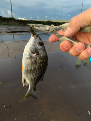 デイチニング！？