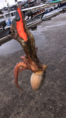 雨が上がりのタコ釣り