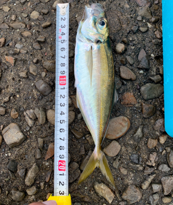 ジグサビキでアジ