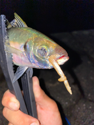 淡路島でアジング好調♪♪