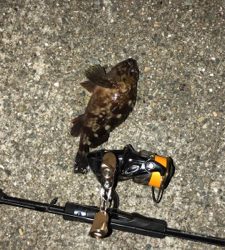 アジング不発。