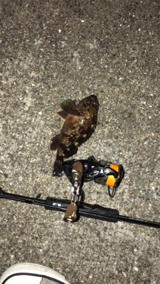 アジング不発。