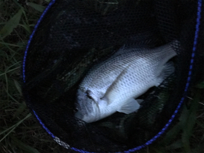 雨後濁りがいい感じ！