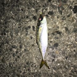 夜の釣り
