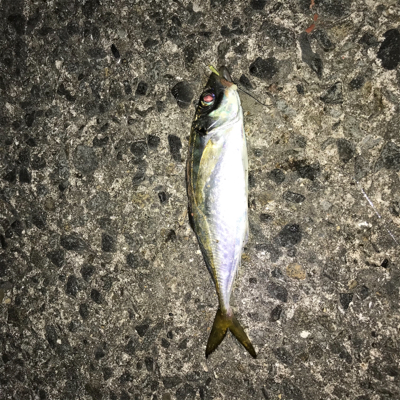 夜の釣り
