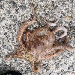 オクトパッシング終盤戦