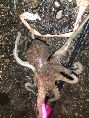 オクトパッシング