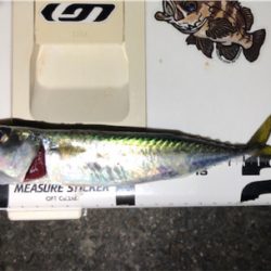 まだまださばさば