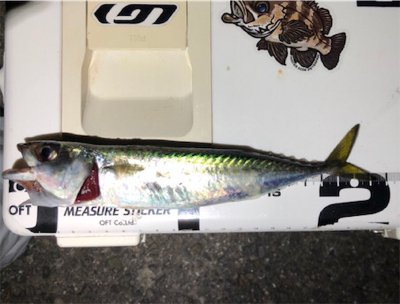 まだまださばさば