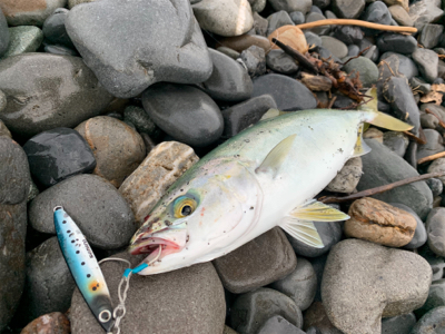 まだまだ小さい