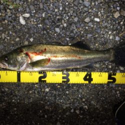 シーバスフィッシング　ハクパターン