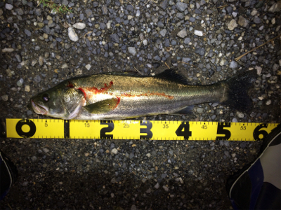 シーバスフィッシング　ハクパターン