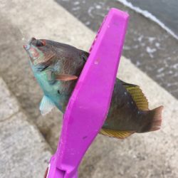 キス狙い ライトゲーム