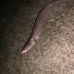 まさかまさかの化けアナゴ